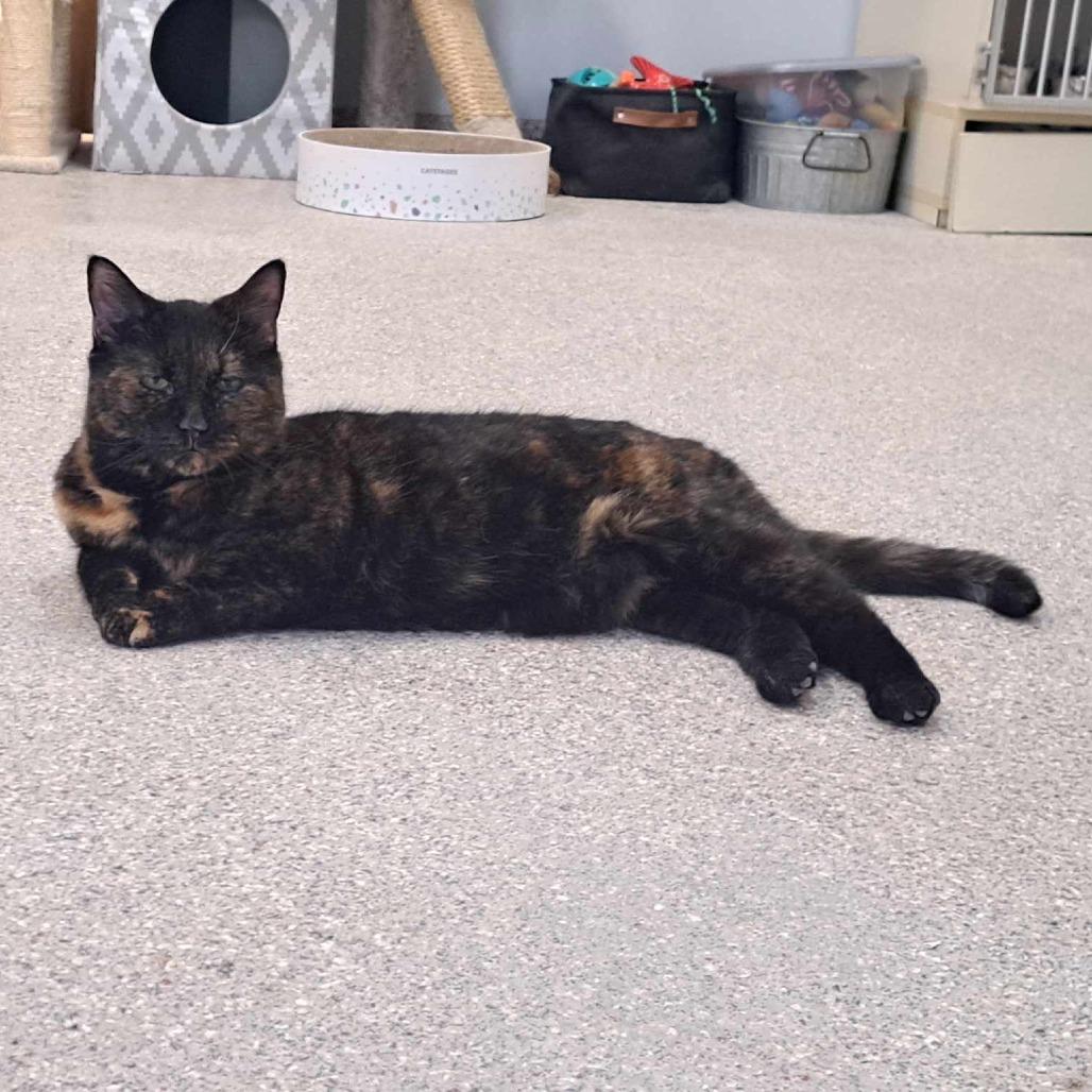 Enlarge Ocelot, a Adoptable Domestic Short Hair in Conway, NH image 6/6