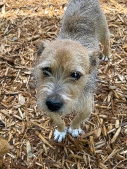 Pops, a Adoptable mixed breed in Cumming, GA image 1/2
