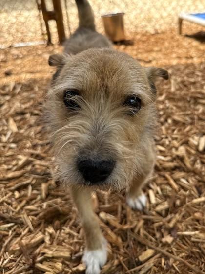 Pops, a Adoptable mixed breed in Cumming, GA image 2/2