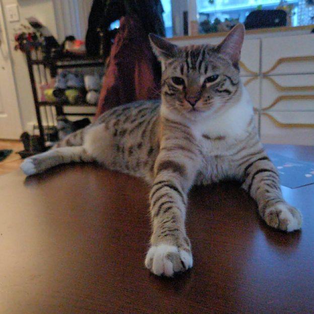 Milton, ADOPTABLE, Young Male Bengal & Domestic Short Hair.