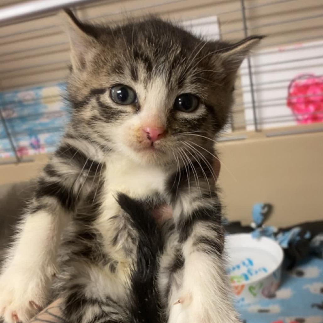 Enlarge Bubbles, a Adoptable Domestic Short Hair in Norfolk, NE image 1/1
