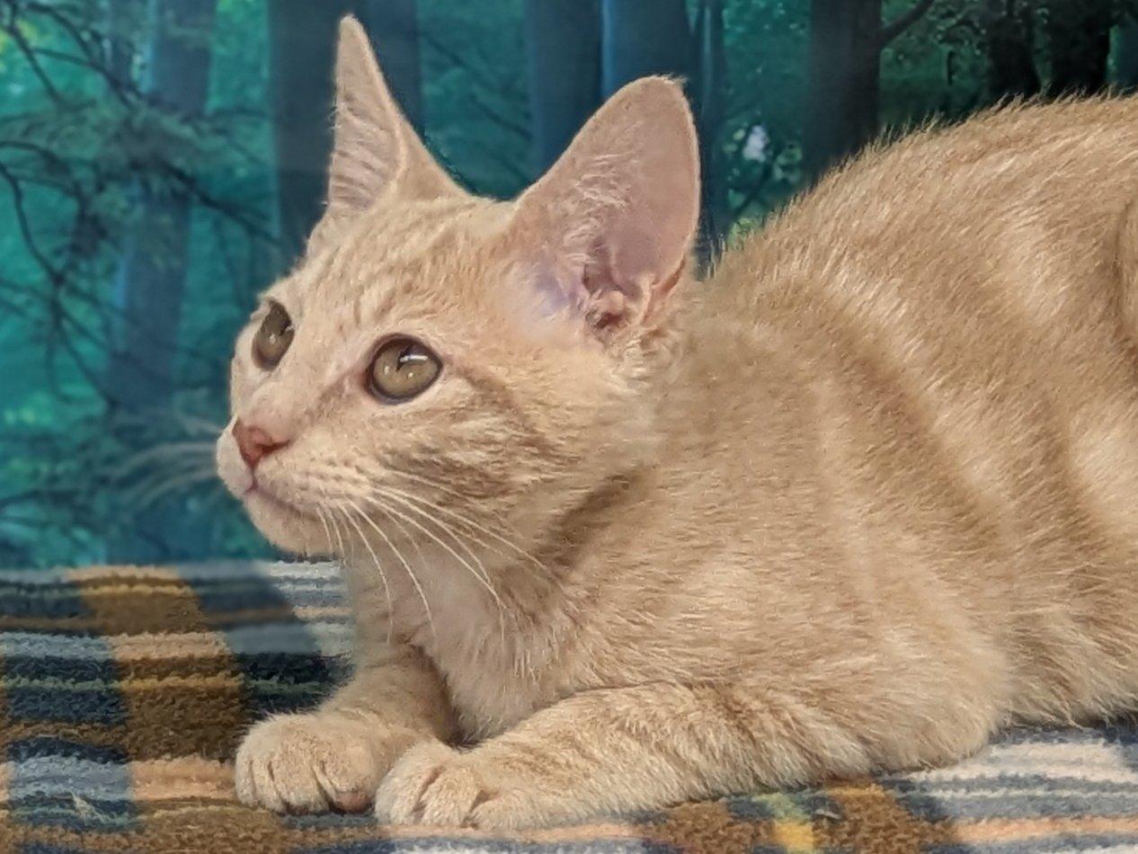 Enlarge Ghirardelli, a Adoptable mixed breed in Monroe, WA image 3/6