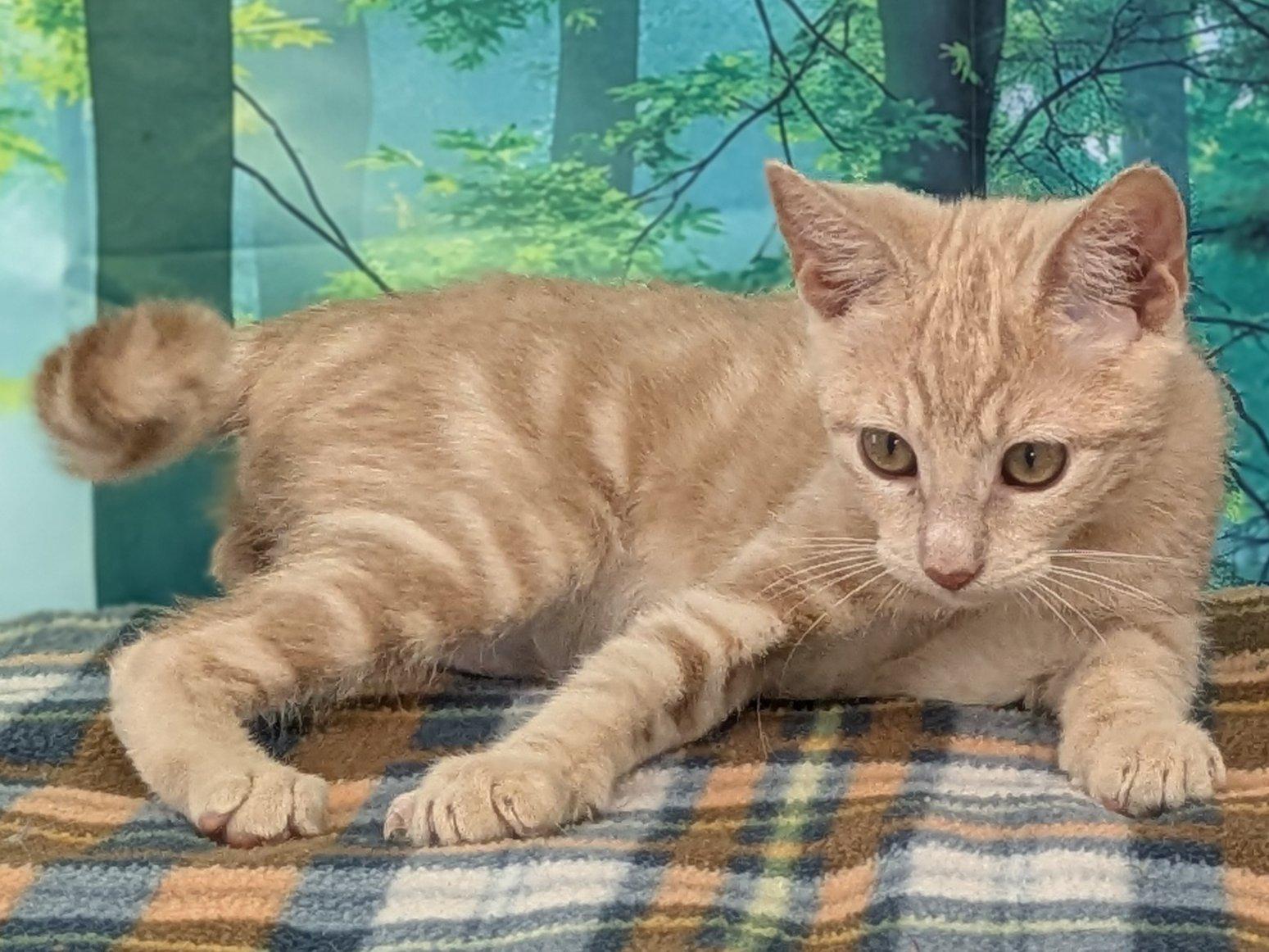 Enlarge Ghirardelli, a Adoptable mixed breed in Monroe, WA image 6/6