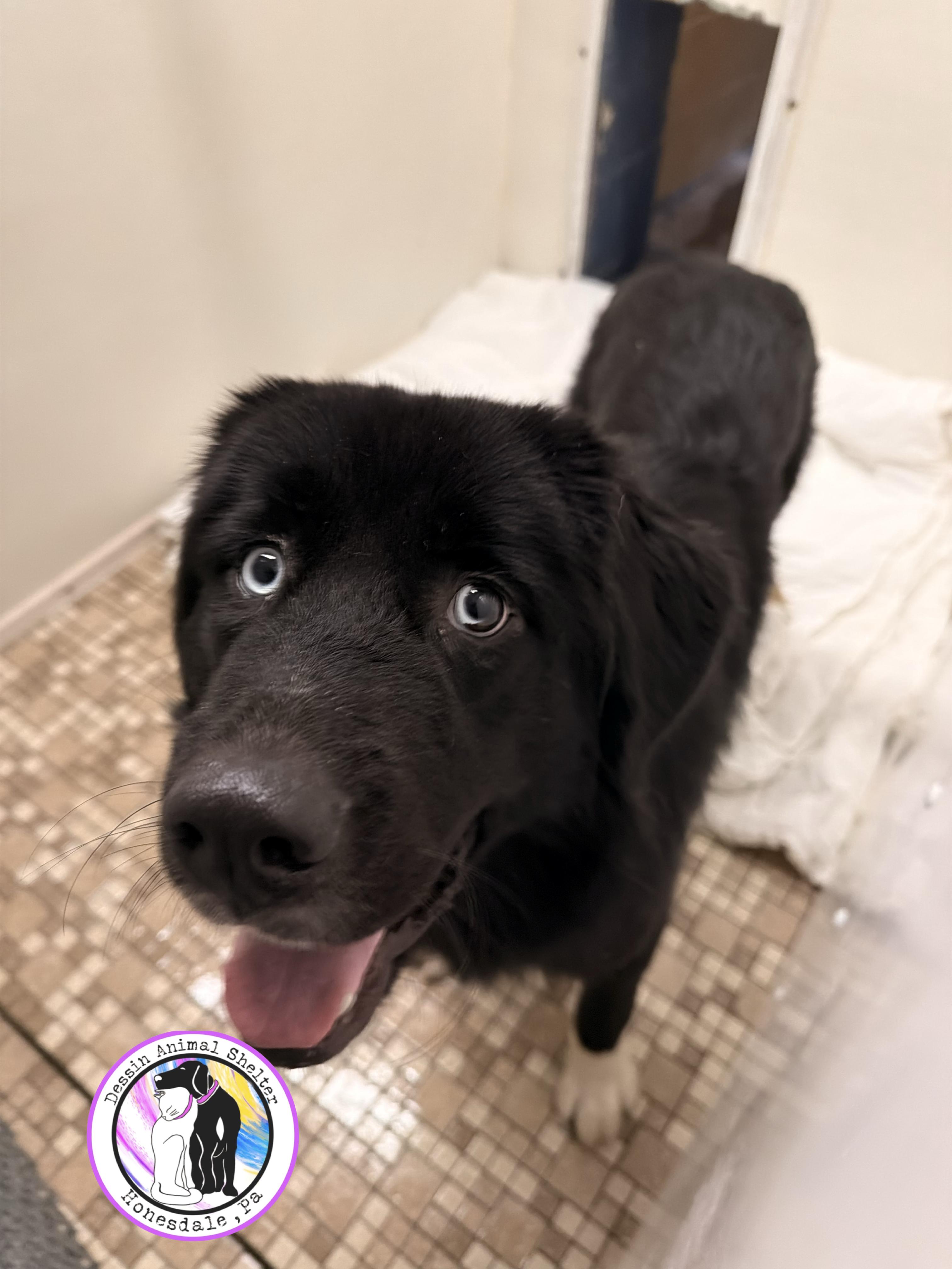 Enlarge Bella, a Adoptable mixed breed in Honesdale, PA image 3/3