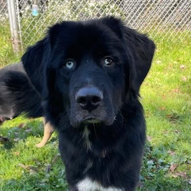 Bella, Adoptable, Young Female Newfoundland Dog.