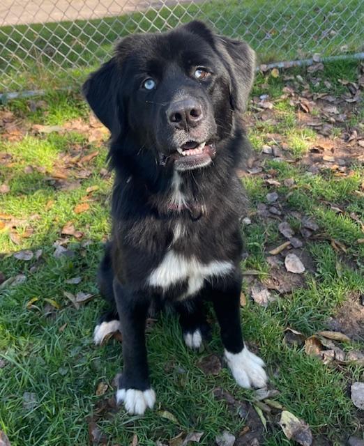 Enlarge Bella, a Adoptable mixed breed in Honesdale, PA image 2/3