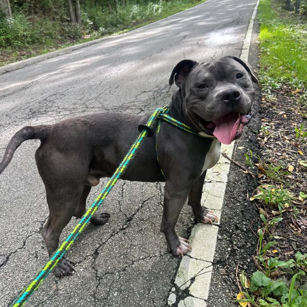 Phantom, Adoptable, Adult Male American Staffordshire Terrier & Mixed Breed.