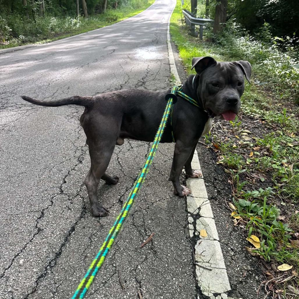 Enlarge Phantom, a Adoptable mixed breed in Batavia, OH image 2/4