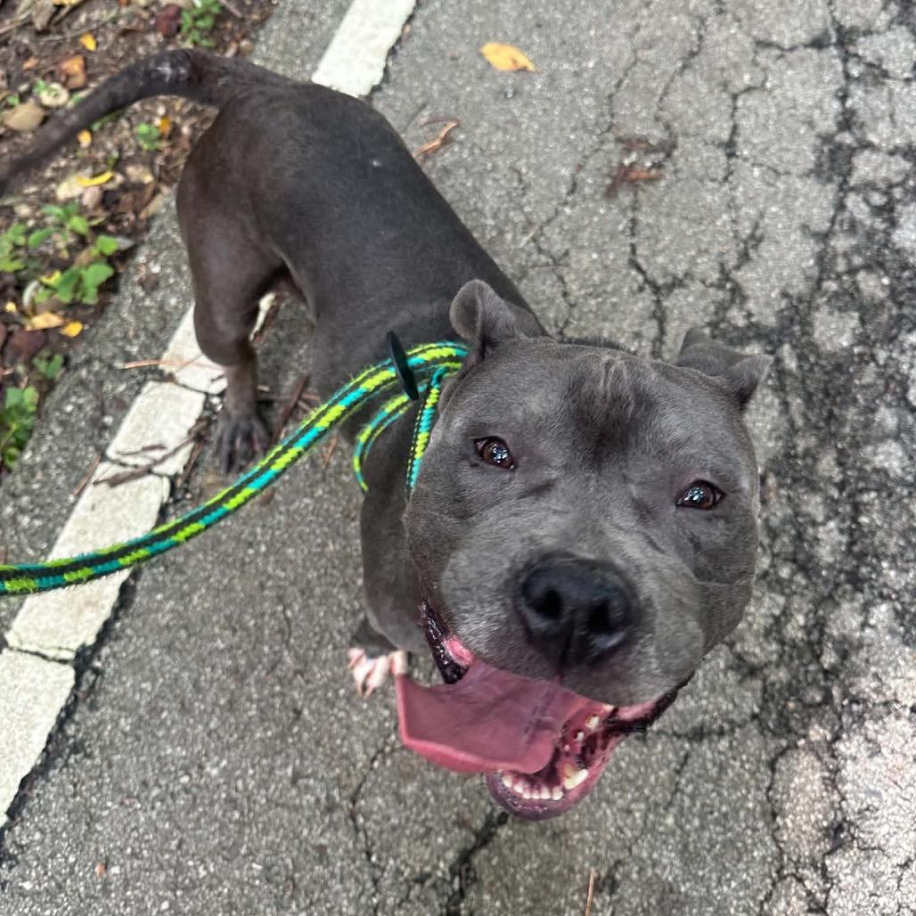 Enlarge Phantom, a Adoptable mixed breed in Batavia, OH image 4/4