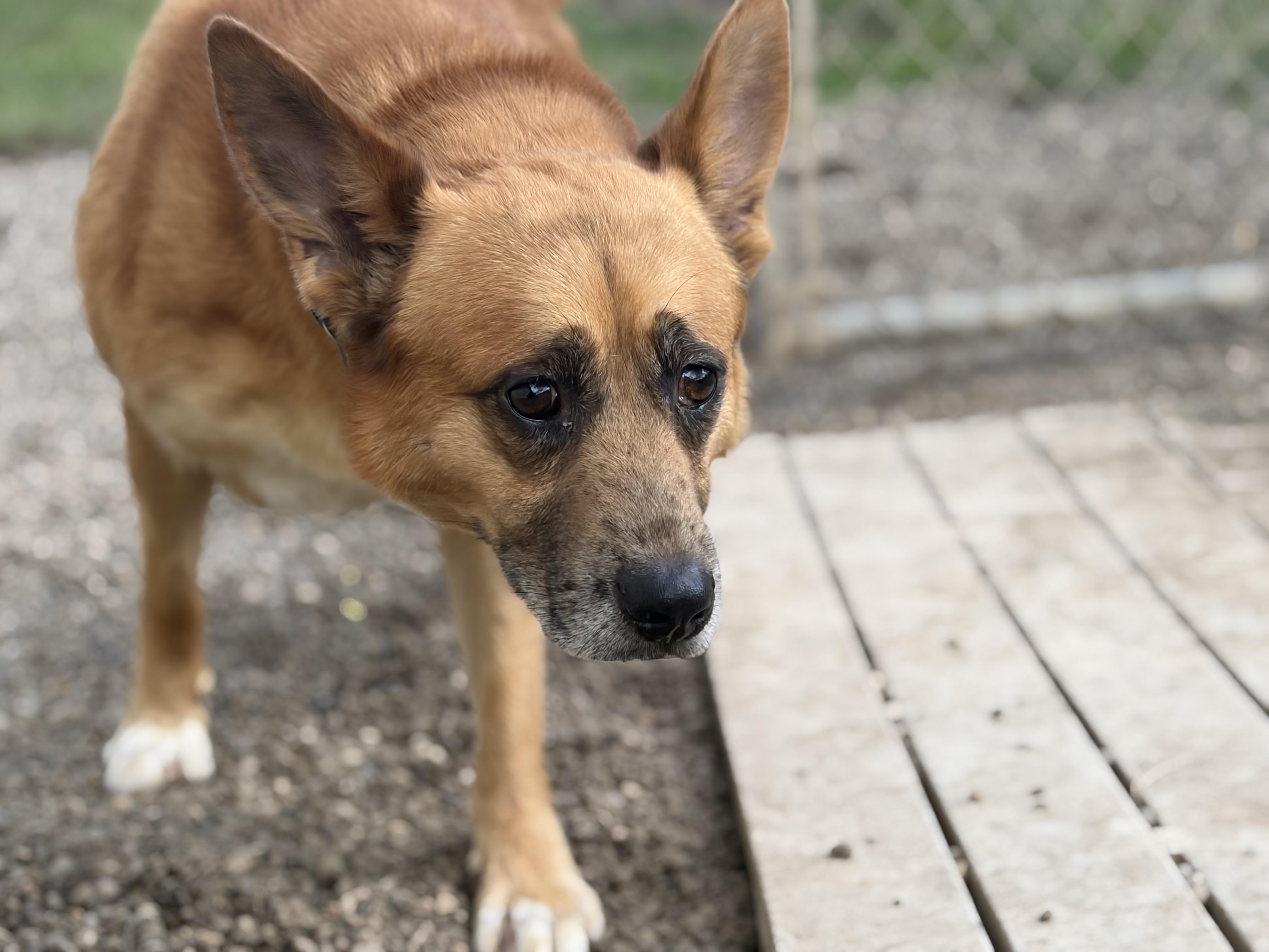 Frito, Adoptable, Adult Male Cattle Dog.