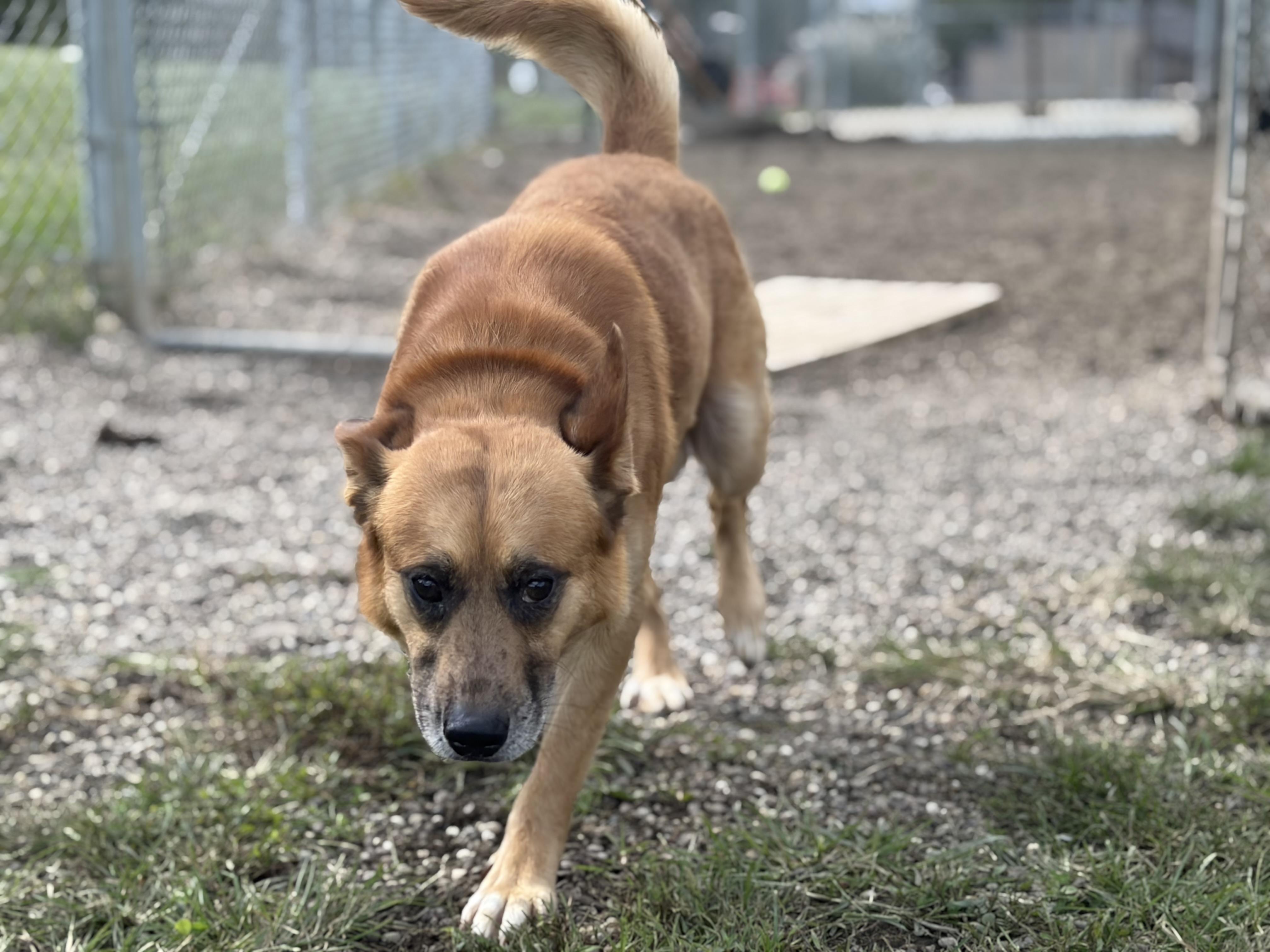 Enlarge Frito, a Adoptable mixed breed in Pomeroy, OH image 2/2