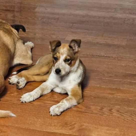 Enlarge Dasha , an adoptable mixed breed in Spring hill, TN image 6/6