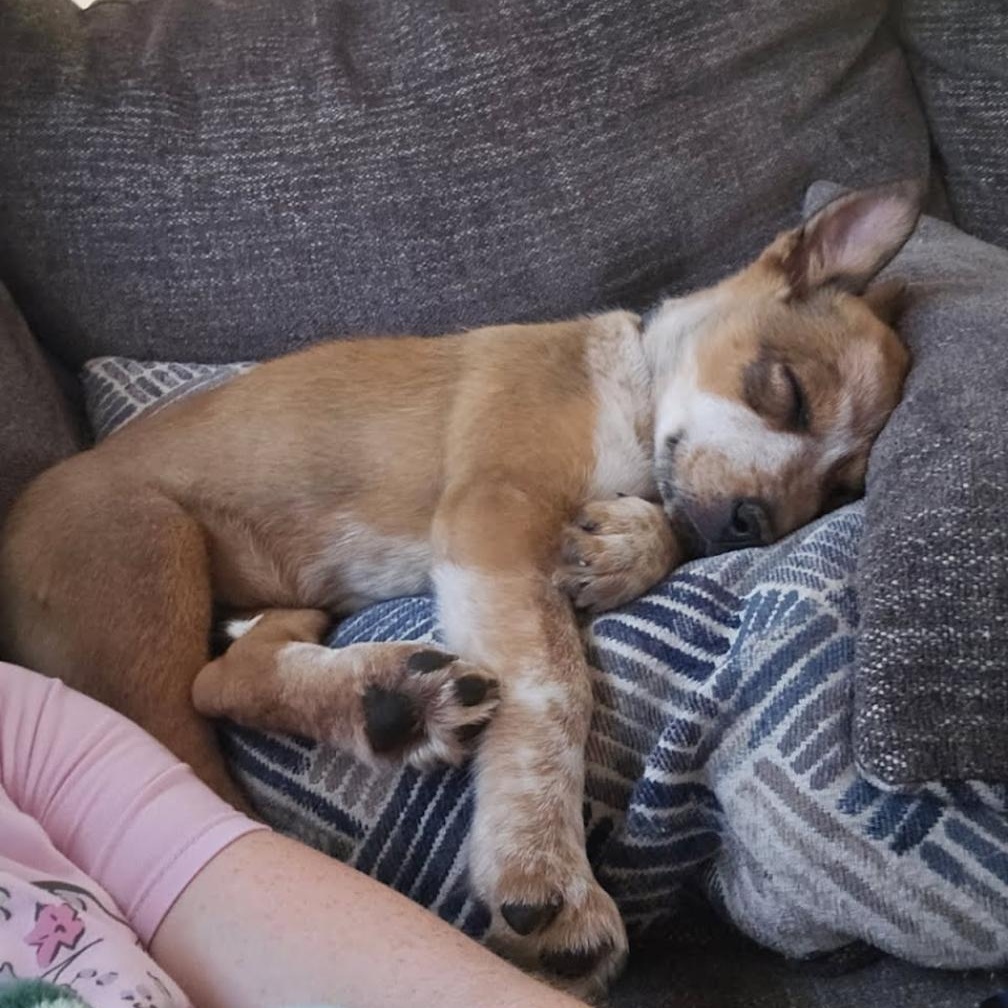 Dasha , adoptable, Puppy Female Australian Cattle Dog / Blue Heeler.