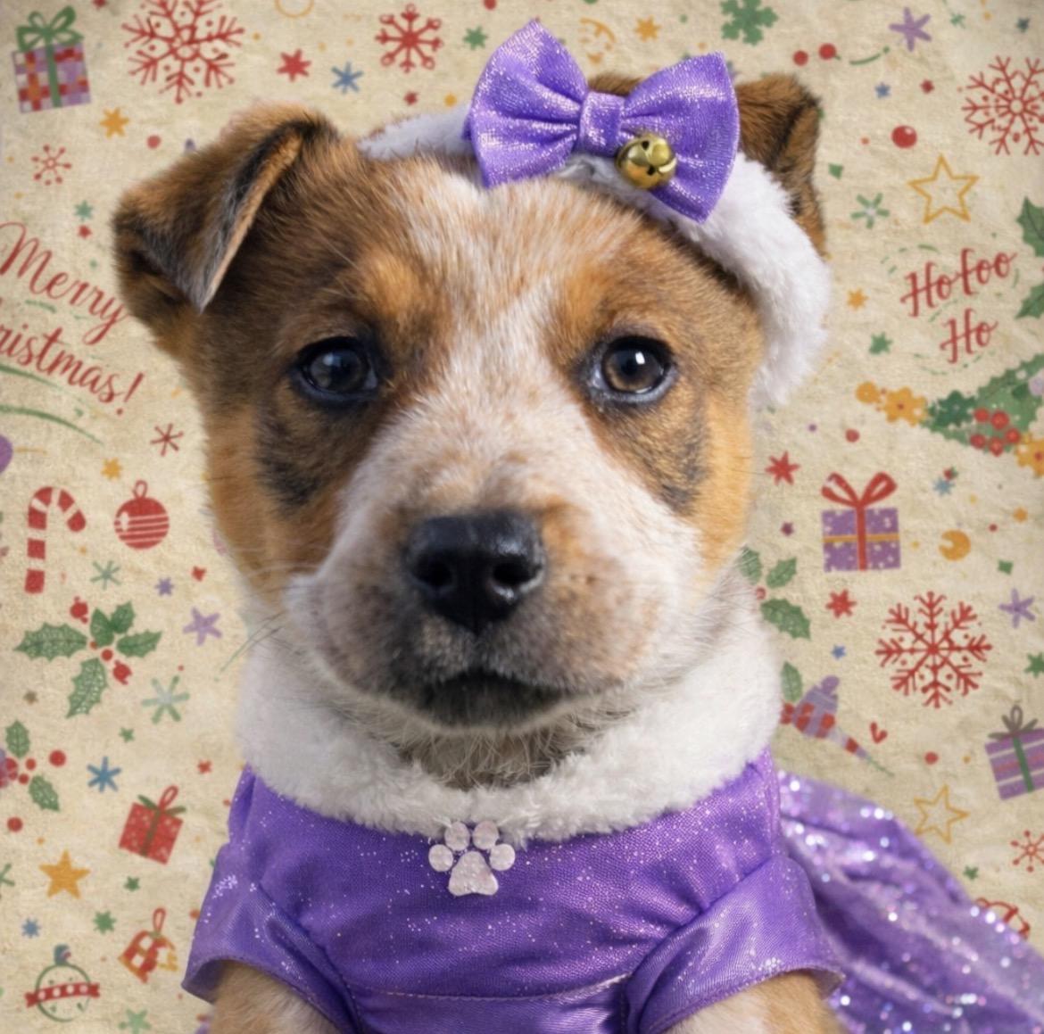 Dasha , a ADOPTABLE mixed breed in Spring hill, TN image 1/3