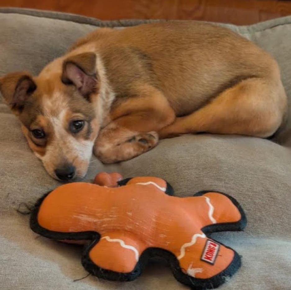 Enlarge Dasha , an adoptable mixed breed in Spring hill, TN image 3/6