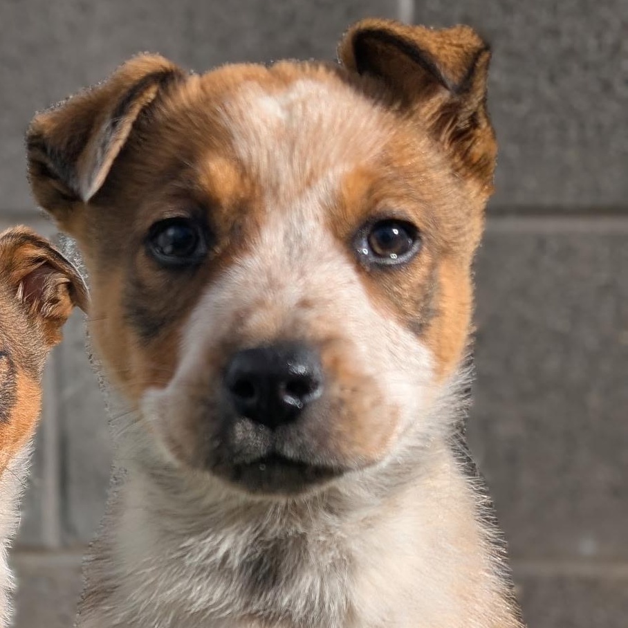 Dasha , a ADOPTABLE mixed breed in Spring hill, TN image 2/3