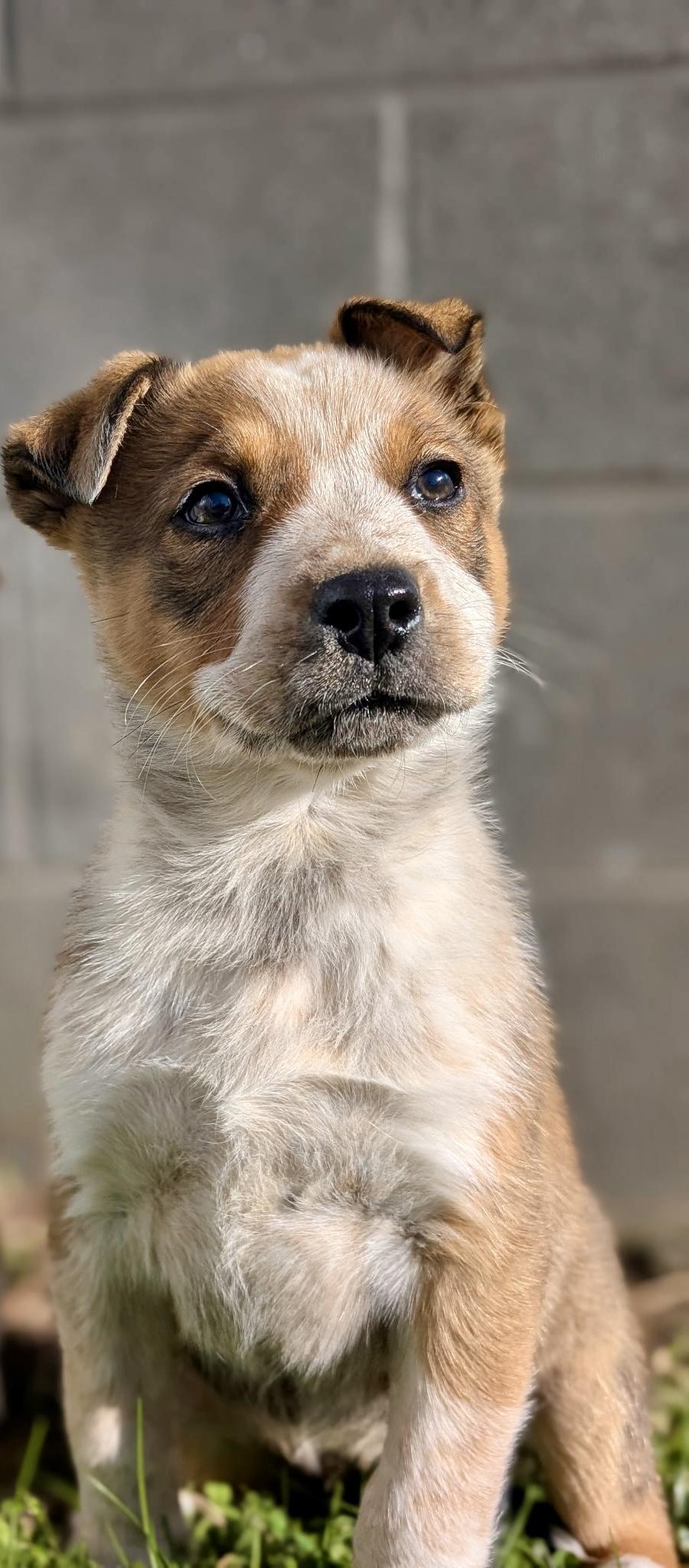 Dasha , a ADOPTABLE mixed breed in Spring hill, TN image 3/3