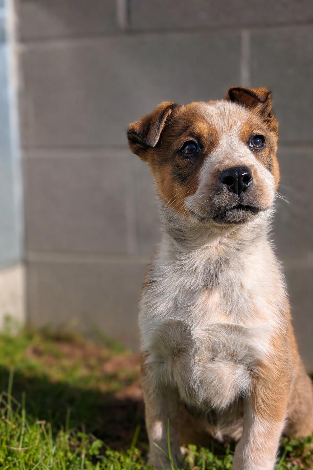 Enlarge Dasha , an adoptable mixed breed in Spring hill, TN image 4/6