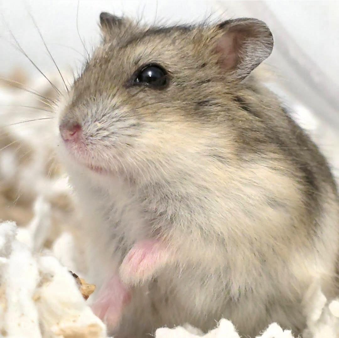 Enlarge Female, a ADOPTABLE Dwarf Hamster in Santa Ana, CA image 1/1