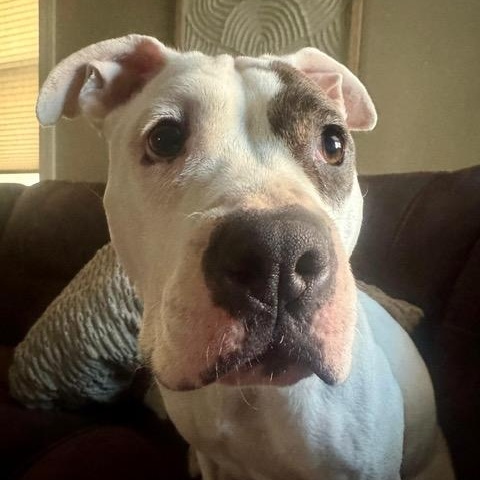 Enlarge Bouffant, an adopted mixed breed in Chicago, IL image 2/6