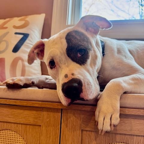 Bouffant, adopted, Young Female Pit Bull Terrier.