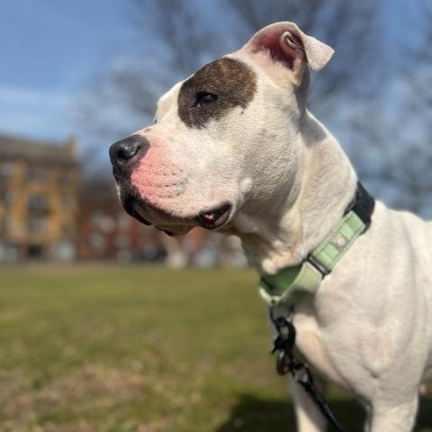 Enlarge Bouffant, an adopted mixed breed in Chicago, IL image 3/6