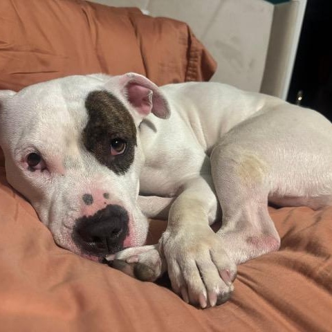 Enlarge Bouffant, an adopted mixed breed in Chicago, IL image 6/6