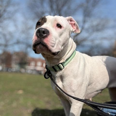 Enlarge Bouffant, an adopted mixed breed in Chicago, IL image 4/6