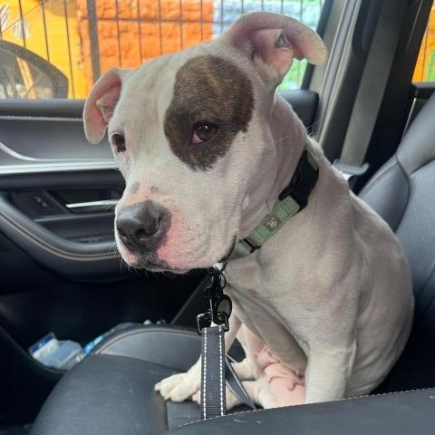 Enlarge Bouffant, an adopted mixed breed in Chicago, IL image 5/6