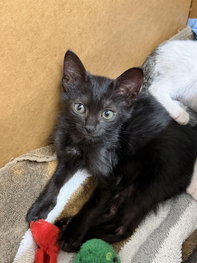 Teenieping, Adopted, Kitten Female Domestic Short Hair.