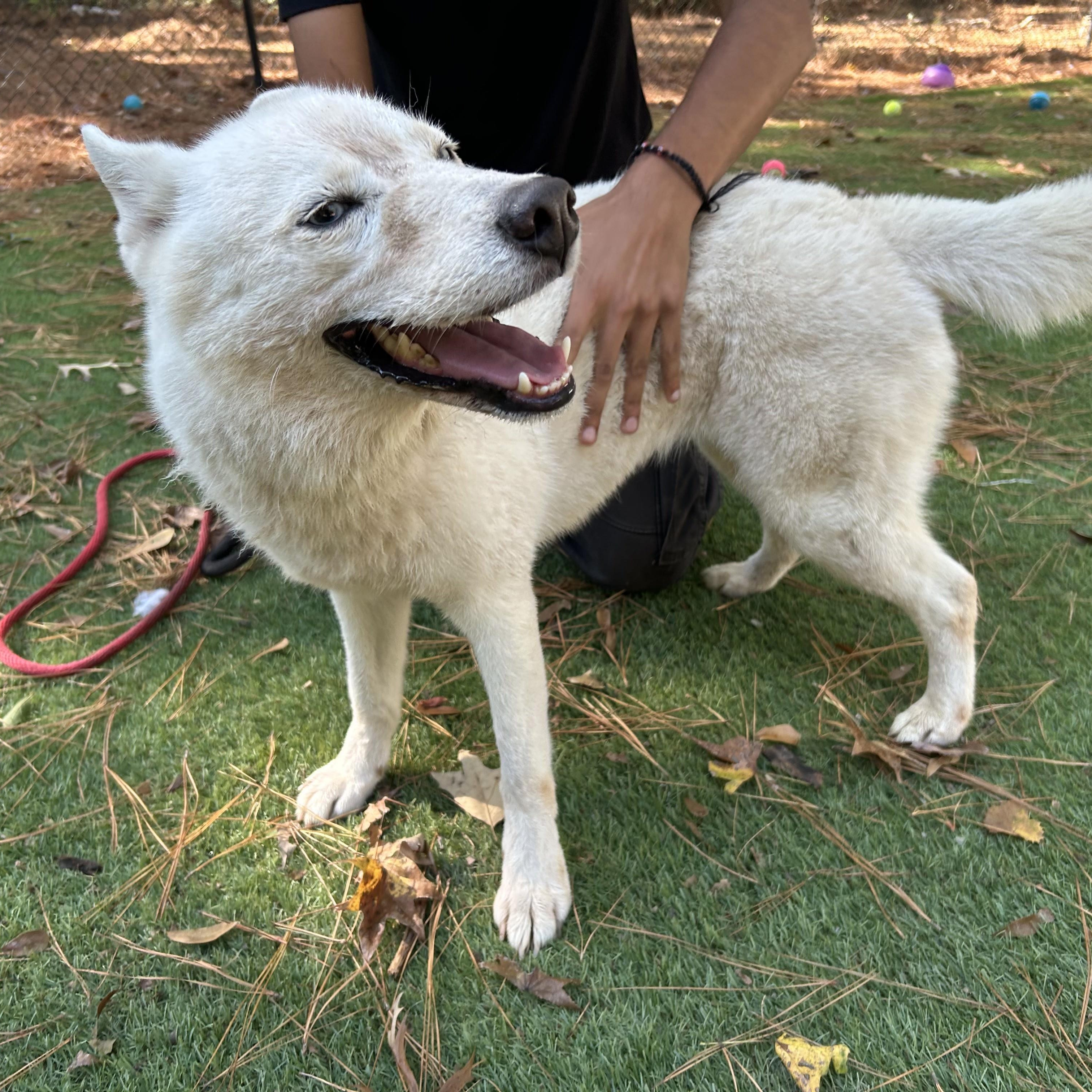 Enlarge Monday, an adopted Husky in New York, NY image 4/6