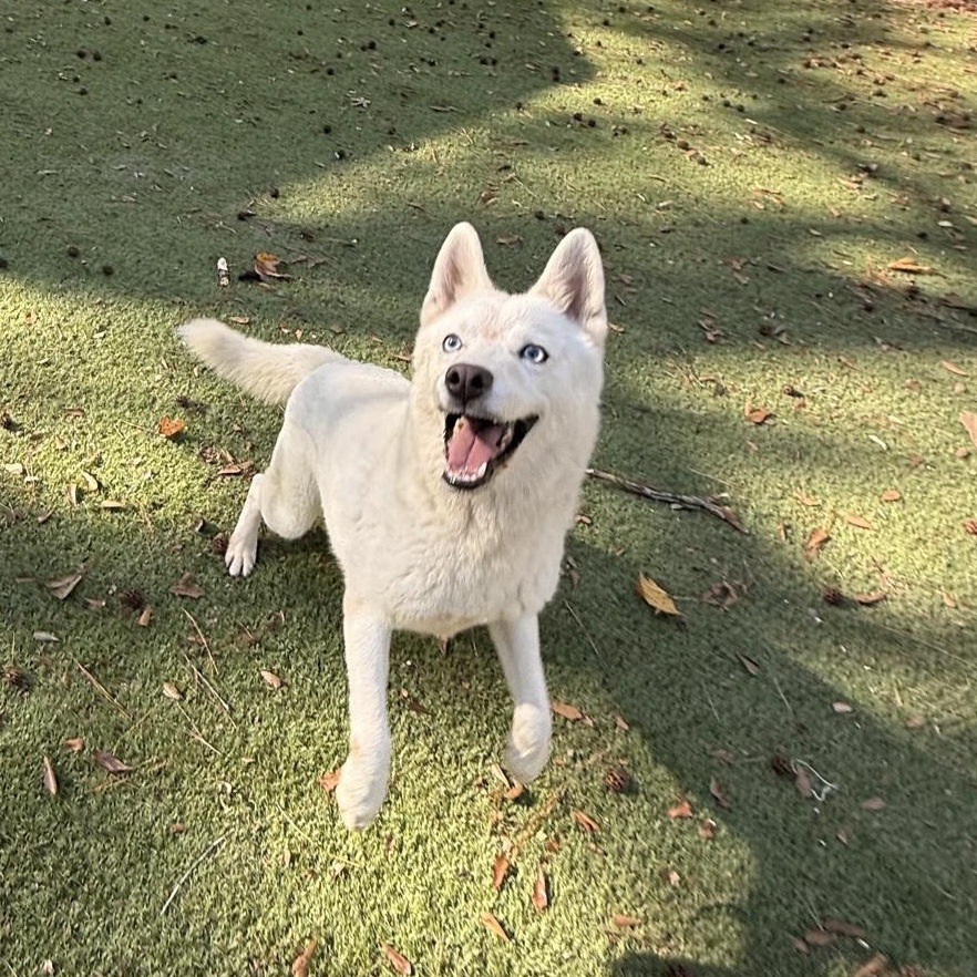 Monday, adopted, Adult Female Husky.
