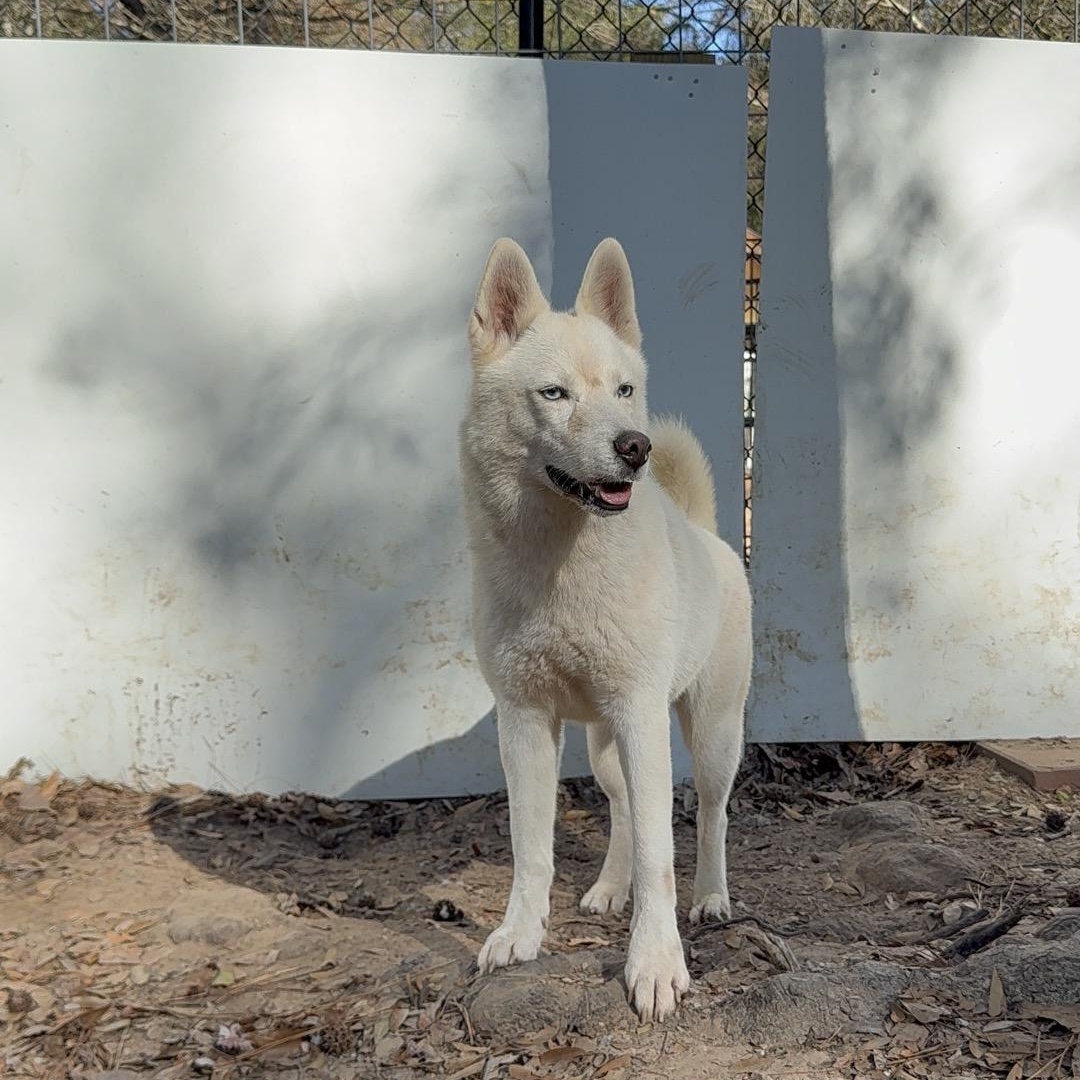 Enlarge Monday, an adopted Husky in New York, NY image 3/6
