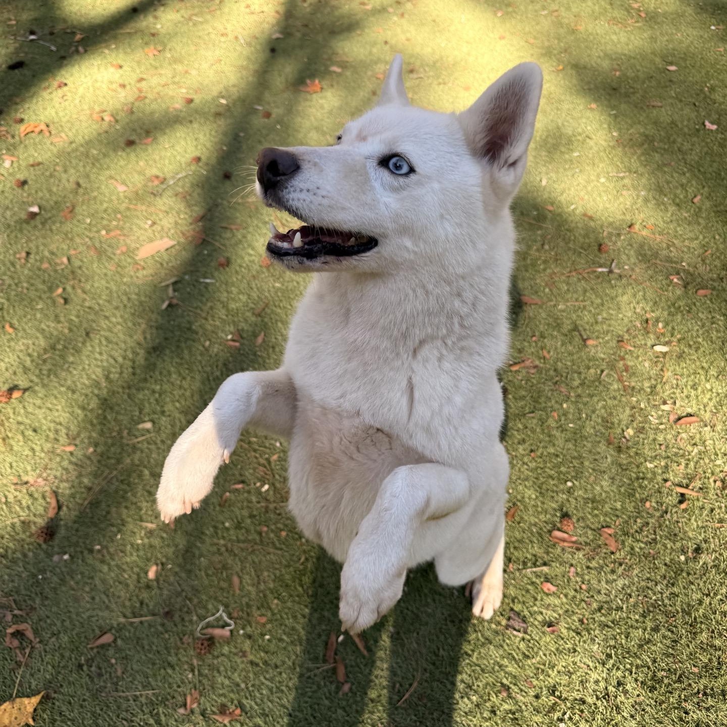 Enlarge Monday, an adopted Husky in New York, NY image 6/6