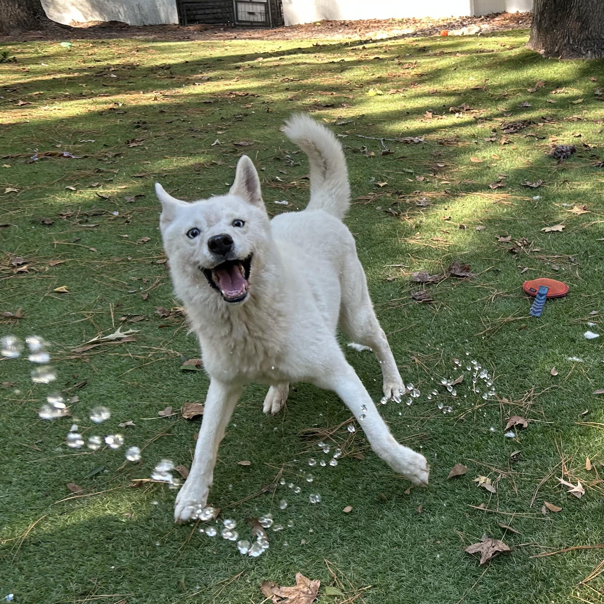 Enlarge Monday, an adopted Husky in New York, NY image 2/6