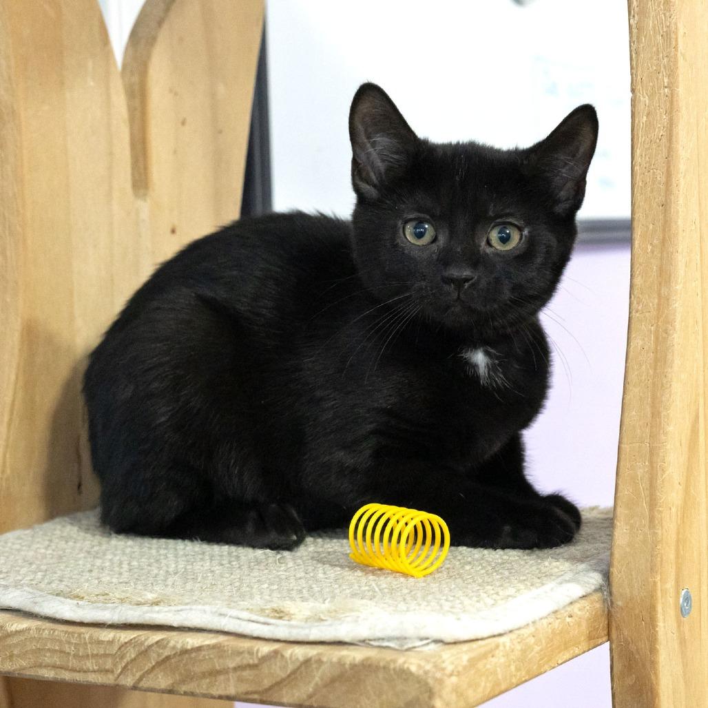 Enlarge Everly, a Adoptable Domestic Short Hair in McKean, PA image 1/4