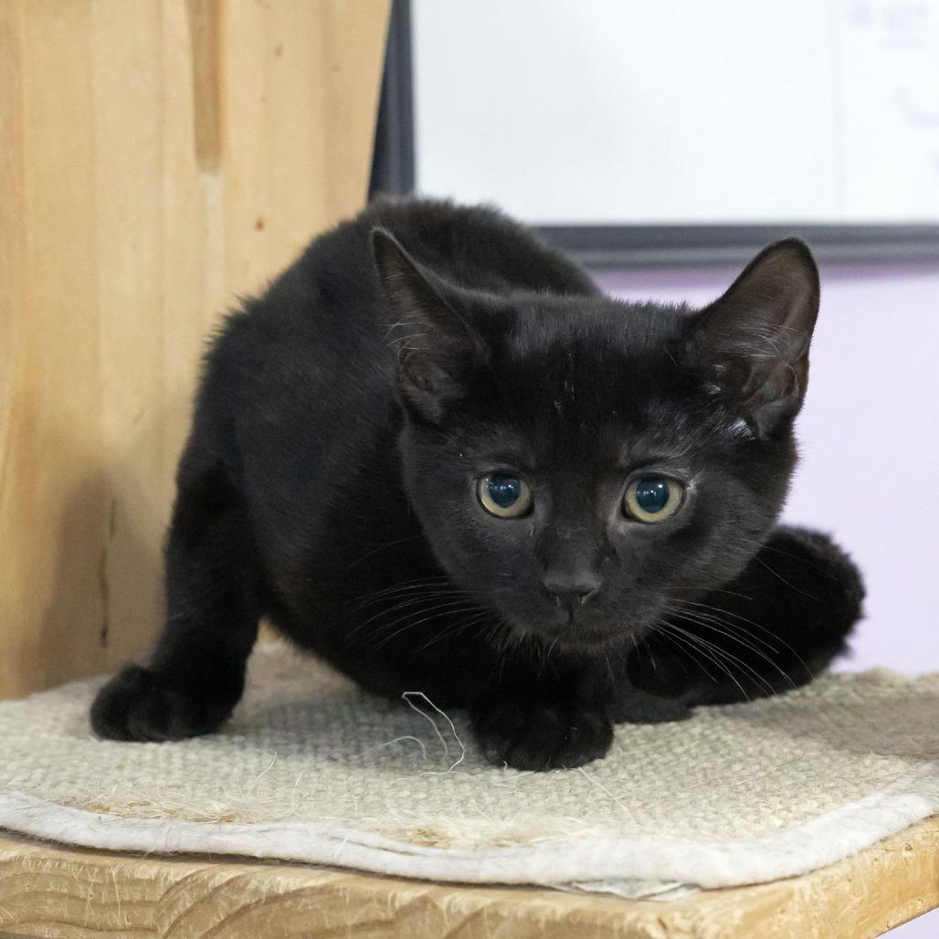 Enlarge Everly, a Adoptable Domestic Short Hair in McKean, PA image 2/4