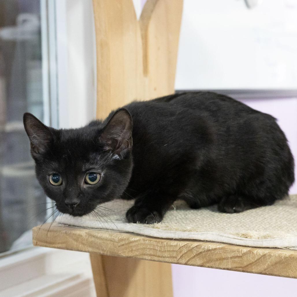 Enlarge Everly, a Adoptable Domestic Short Hair in McKean, PA image 3/4