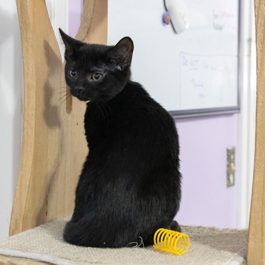 Enlarge Everly, a Adoptable Domestic Short Hair in McKean, PA image 4/4