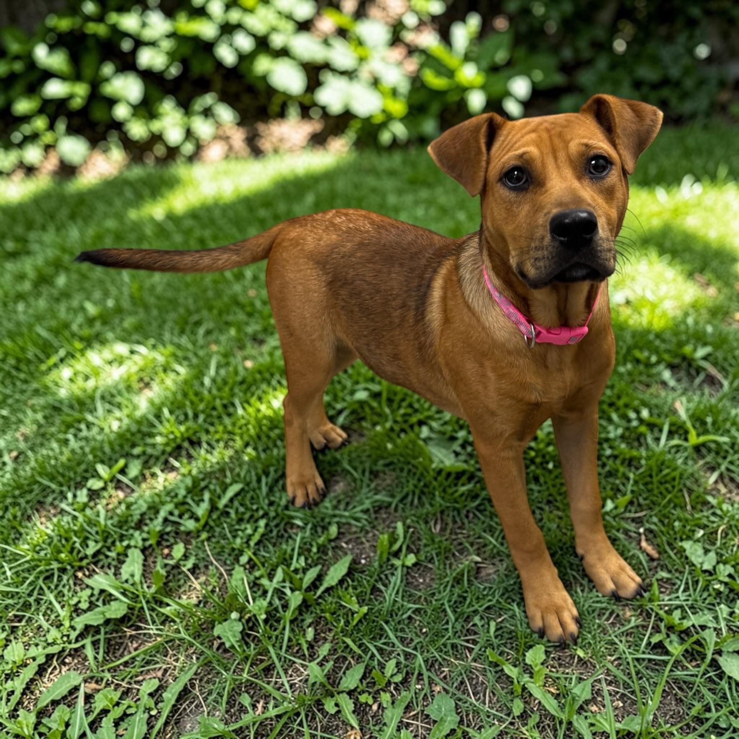 Belle, a Adoptable mixed breed in Cedar Rapids, IA image 2/5