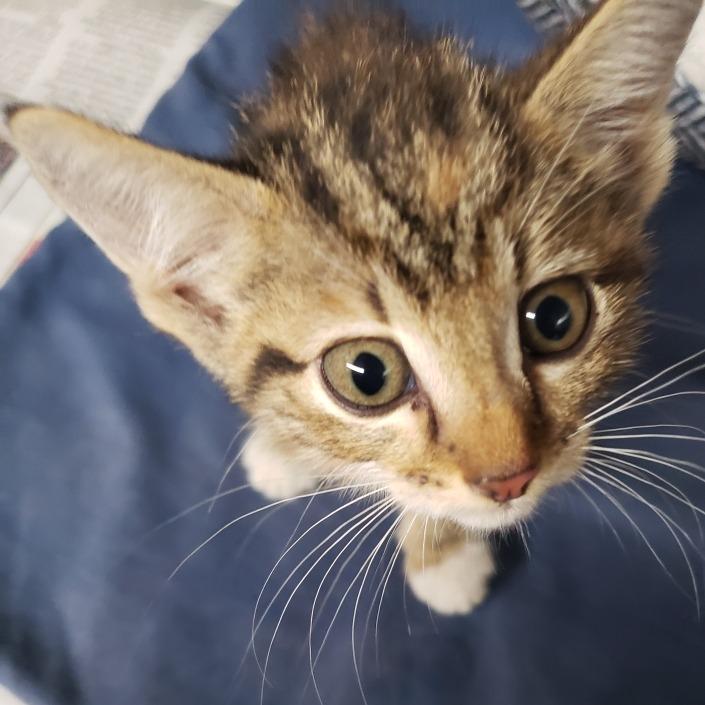 Dokki, Adoptable, Kitten Female Domestic Short Hair.