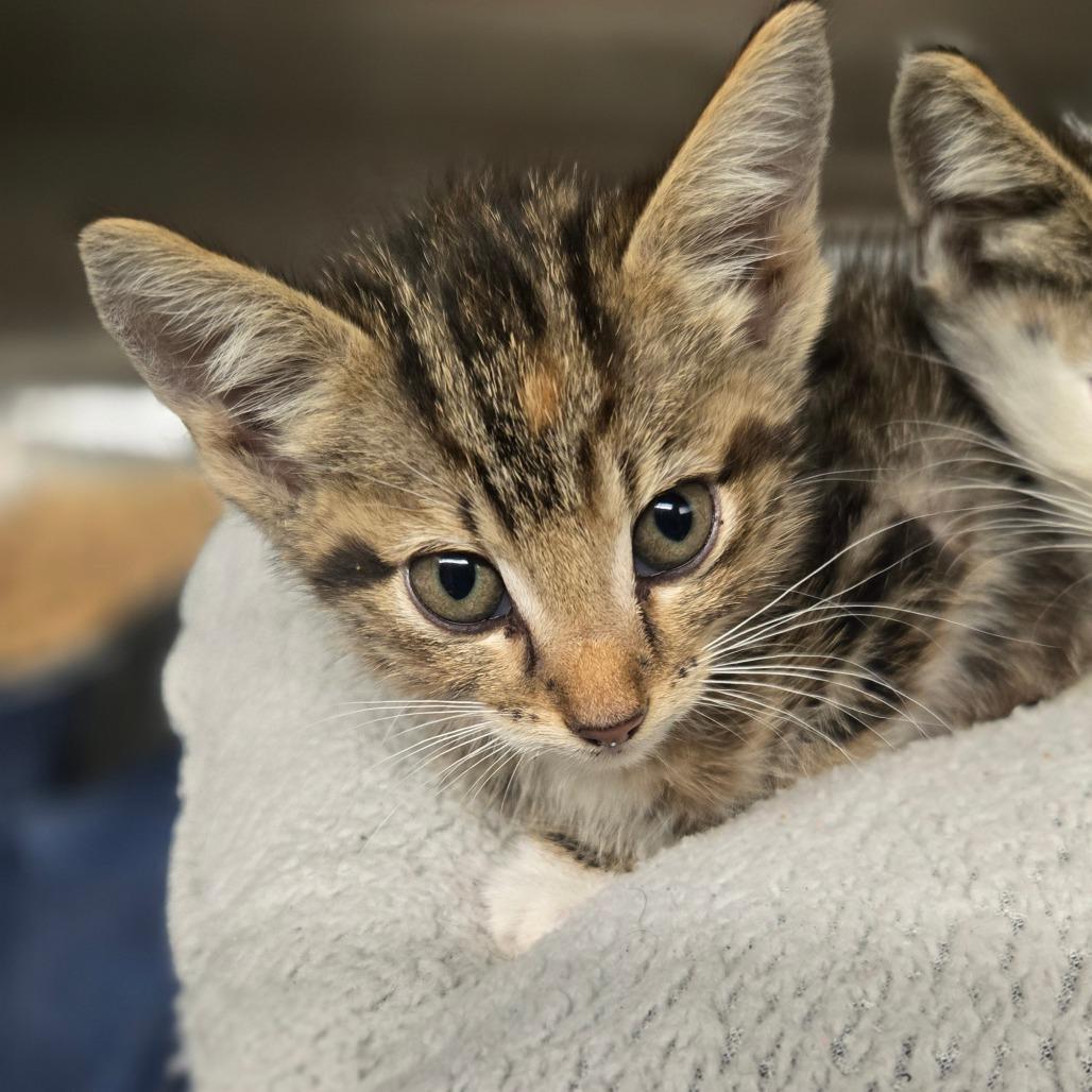 Enlarge Dokki, a Adoptable Domestic Short Hair in Pauls Valley, OK image 2/2