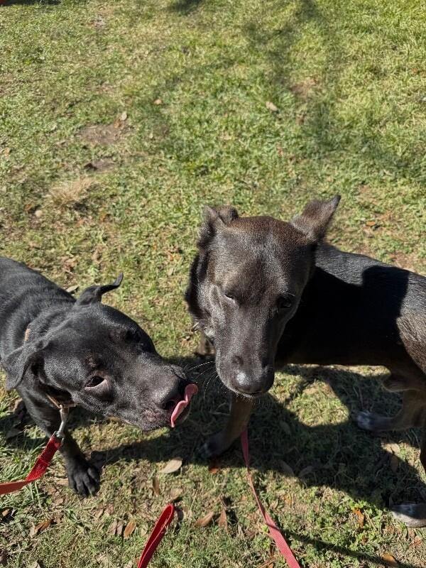 Cookie Cutie — thumbnail 3