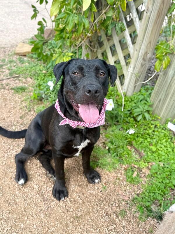 Cookie Cutie — thumbnail 4