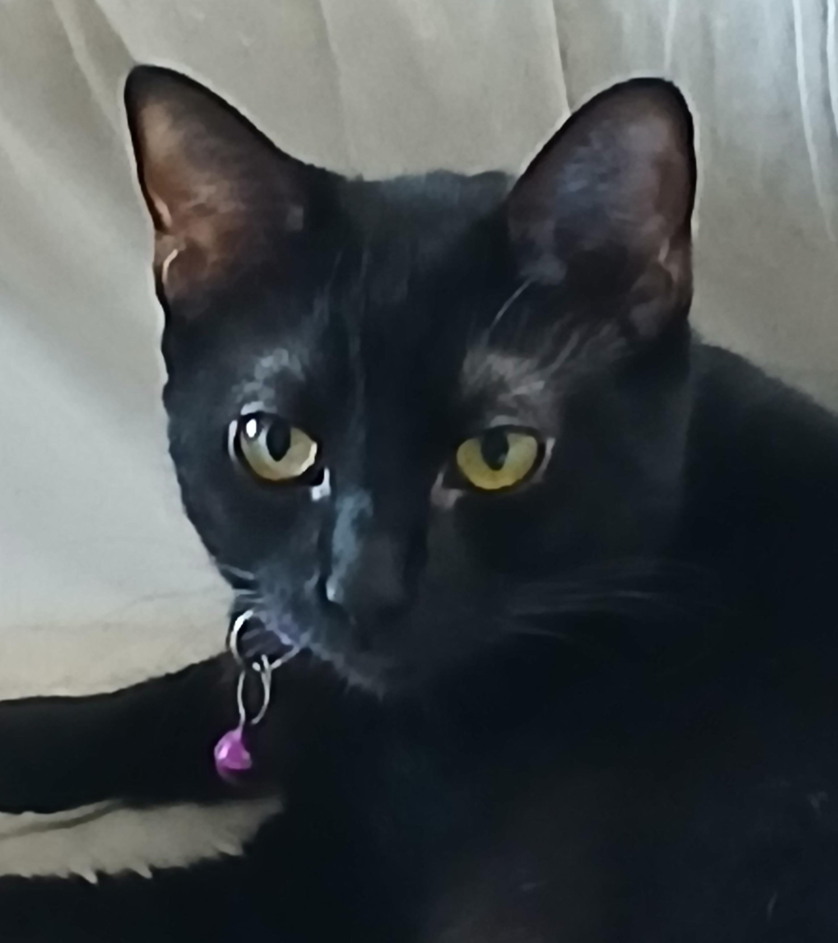 Alita - a little shy but keeps an eye on you all the time! (BC-881204)