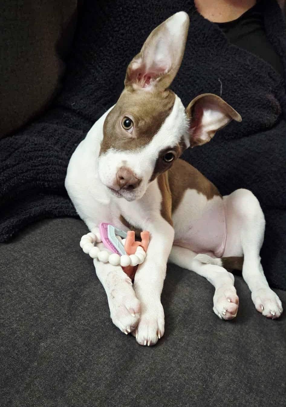 Camille, Adopted, Young Female Mixed Breed.