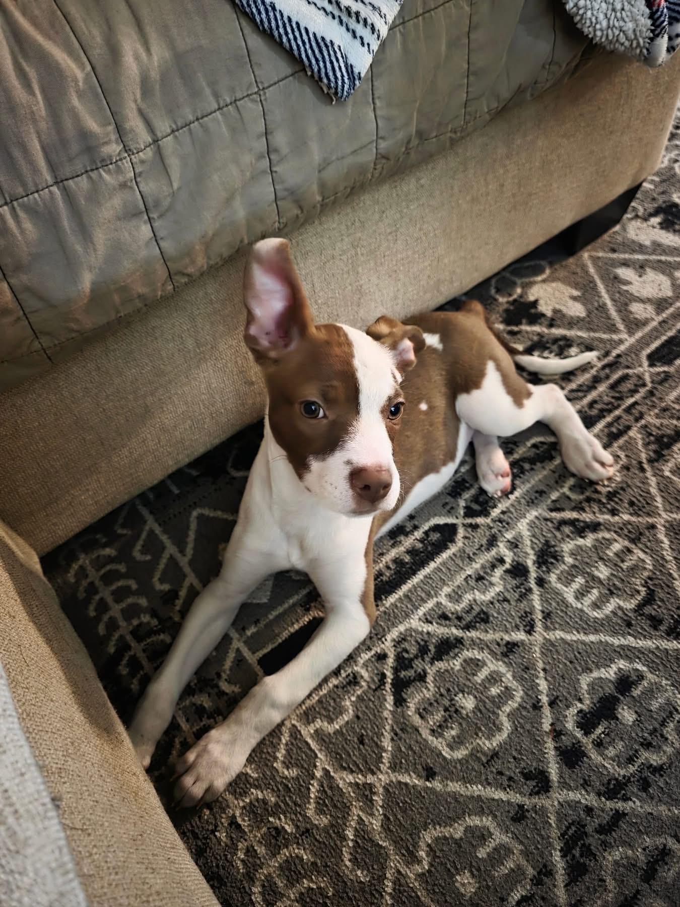 Enlarge Camille, a Adopted Mixed Breed in Holmen, WI image 2/5