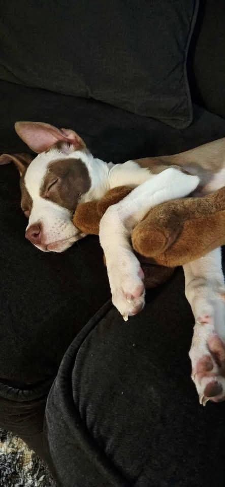 Enlarge Camille, a Adopted Mixed Breed in Holmen, WI image 4/5