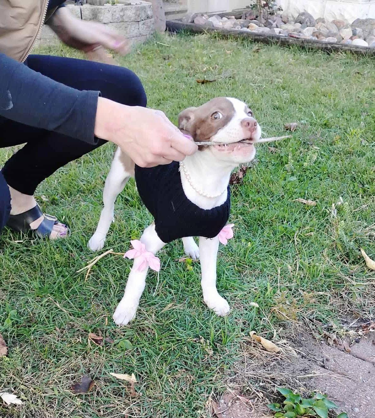 Enlarge Camille, a Adopted Mixed Breed in Holmen, WI image 5/5