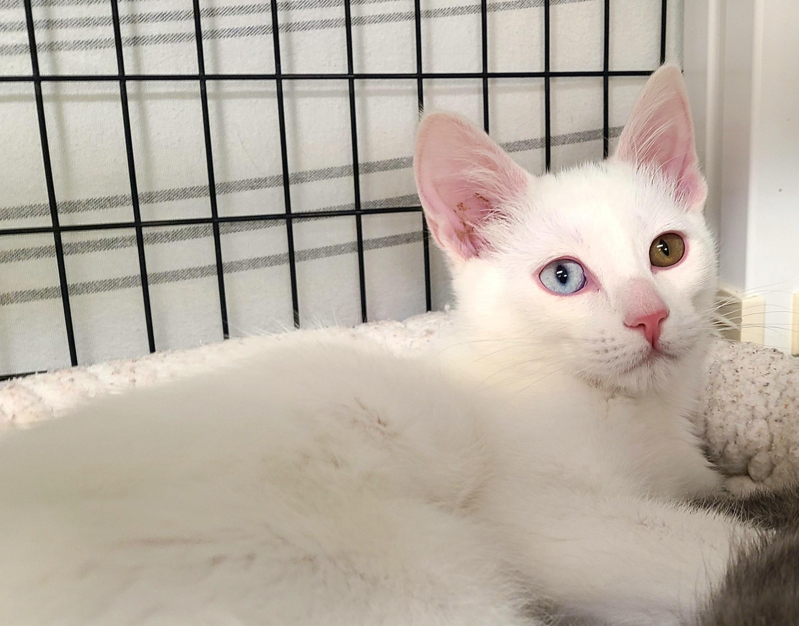 Brandi & Syd, a ADOPTABLE Domestic Medium Hair in Kirkland, WA image 2/2